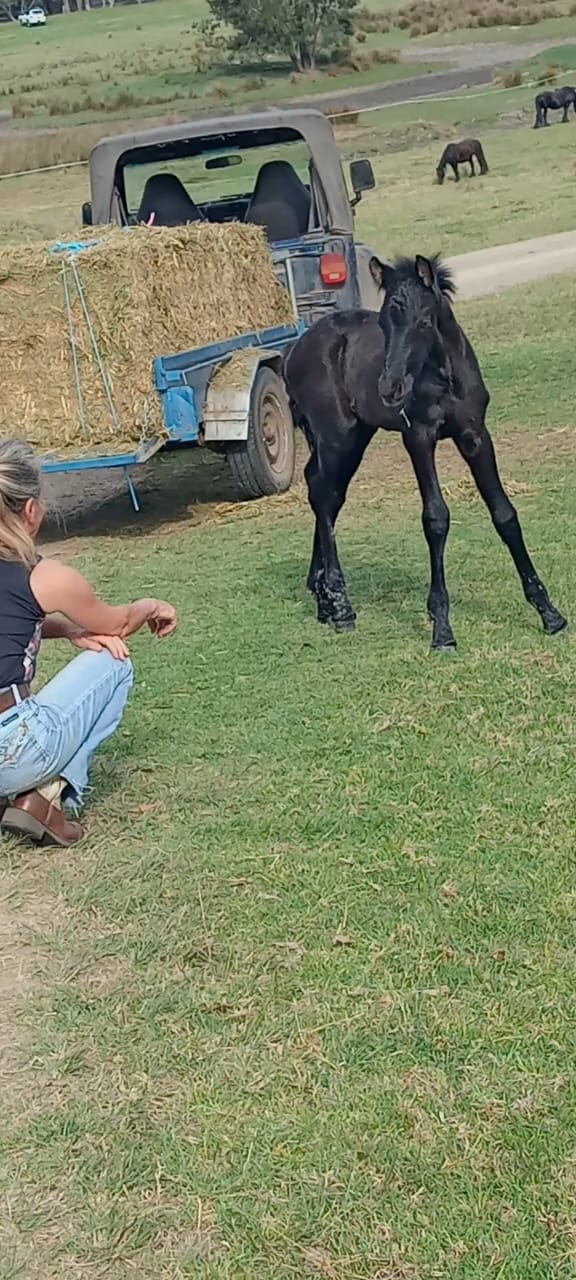 horsemansHandshake1