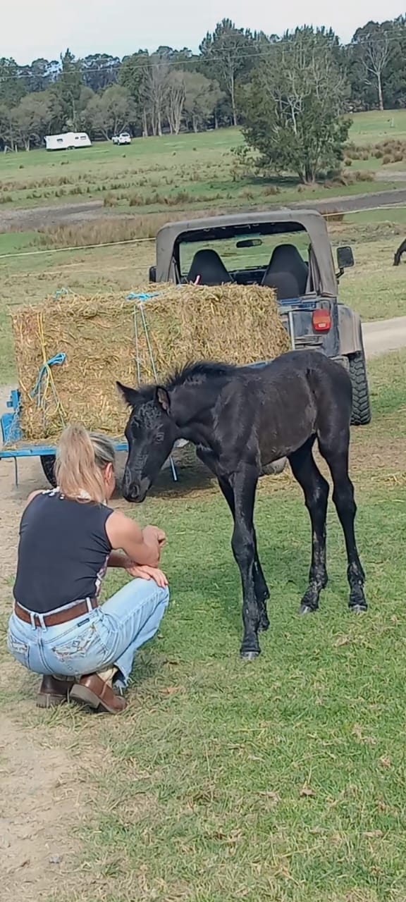 horsemansHandshake2