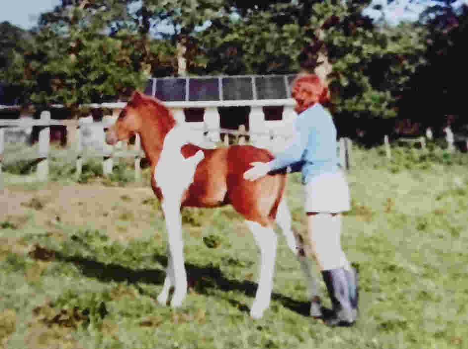 Sue Foal3